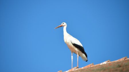 Der_Klapperstorch